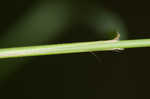 Nodding fescue